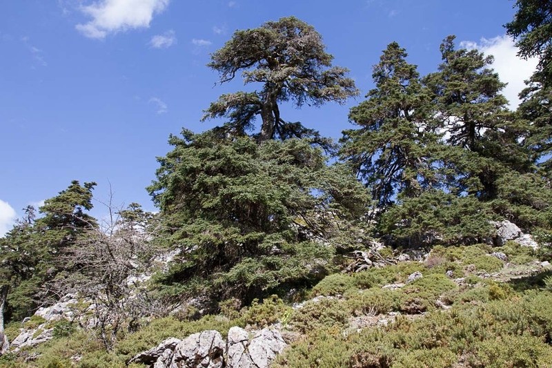 Abies pinsapo photo 2