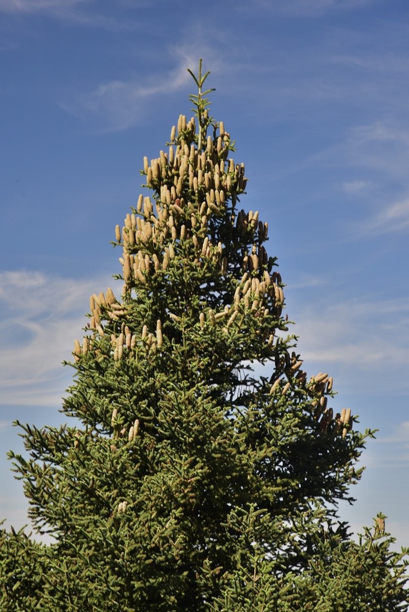 Abies pinsapo photo 3