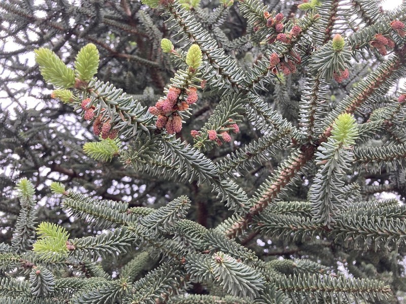 Abies pinsapo photo 4