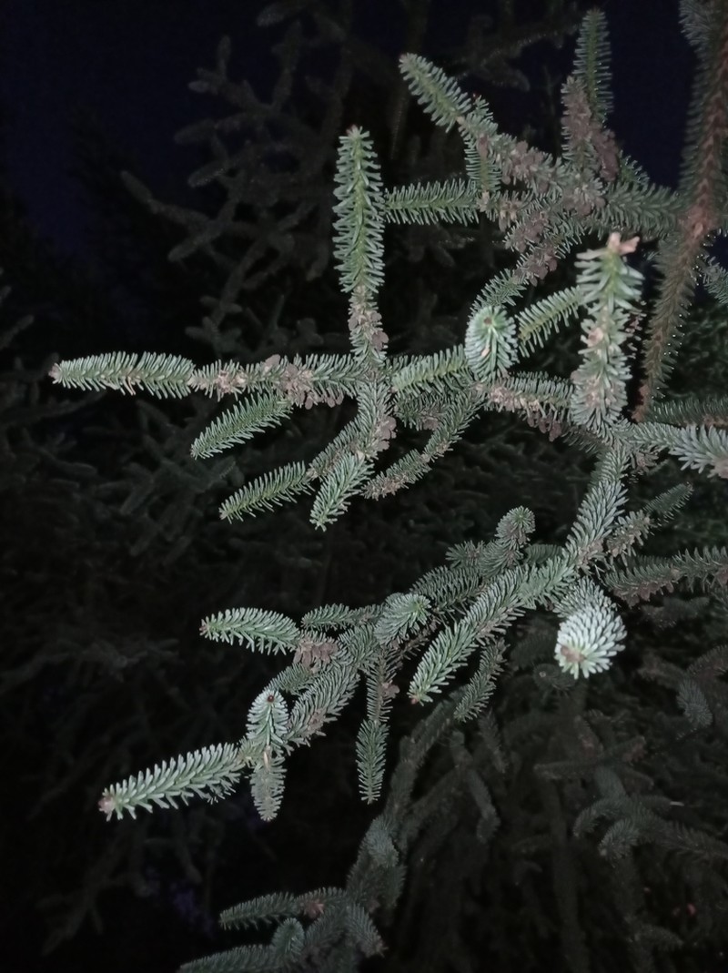 Abies pinsapo photo 5