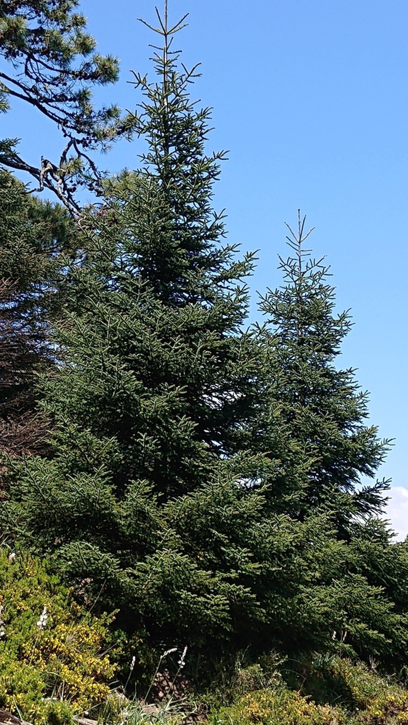 Abies pinsapo photo 6