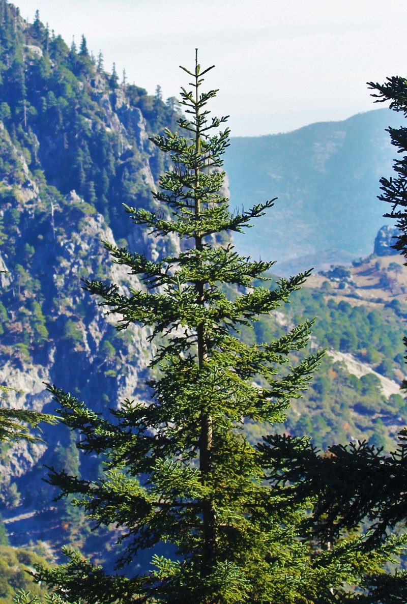 Abies pinsapo photo 7