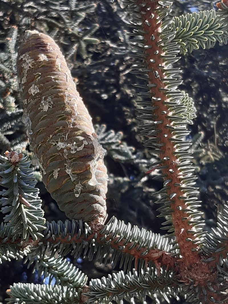 Abies pinsapo photo 8