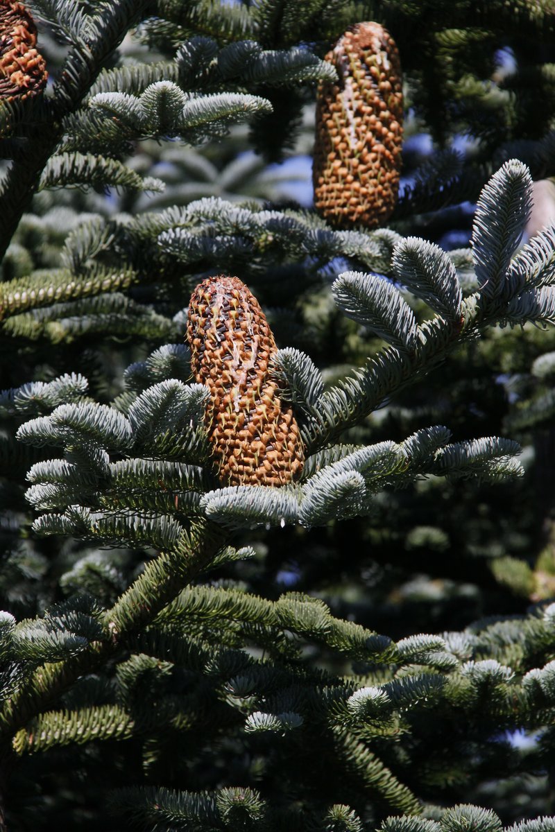 Noble Fir photo 2