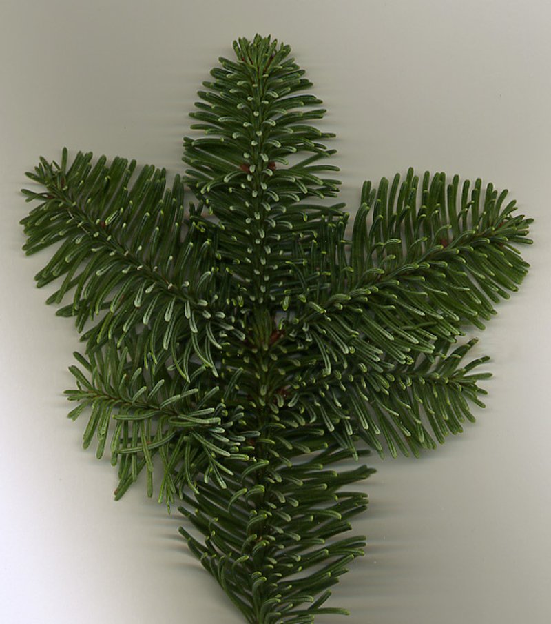 Noble Fir photo 3