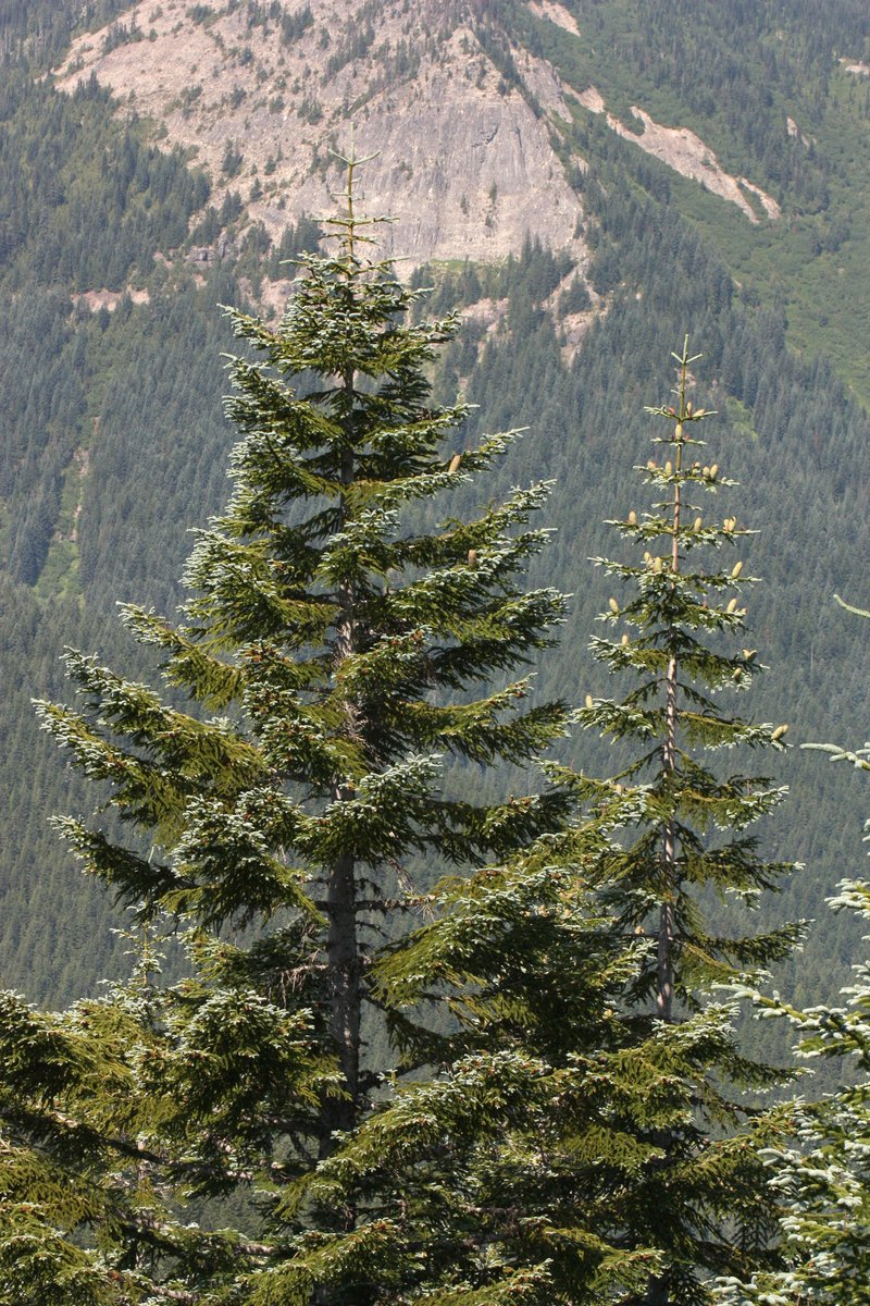 Noble Fir