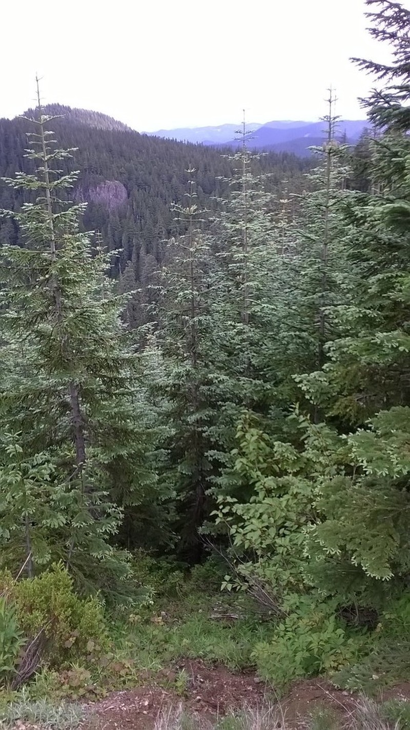 Noble Fir photo 4