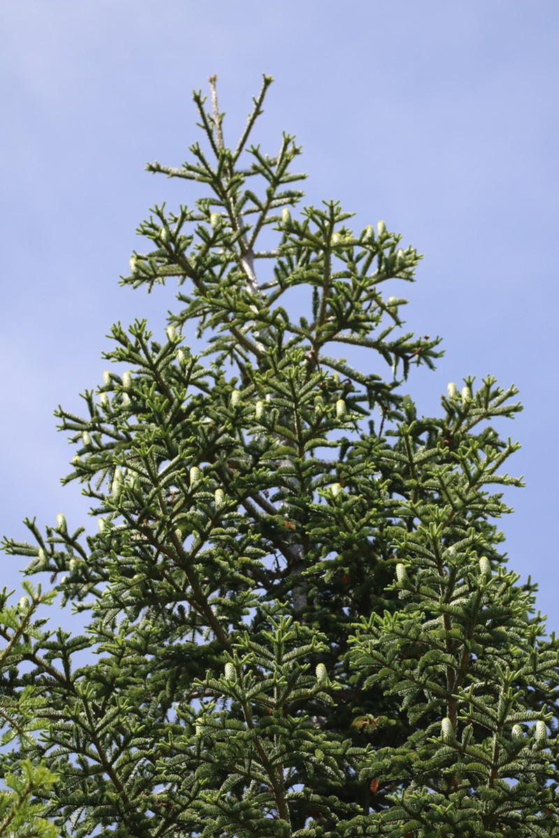 Noble Fir photo 5