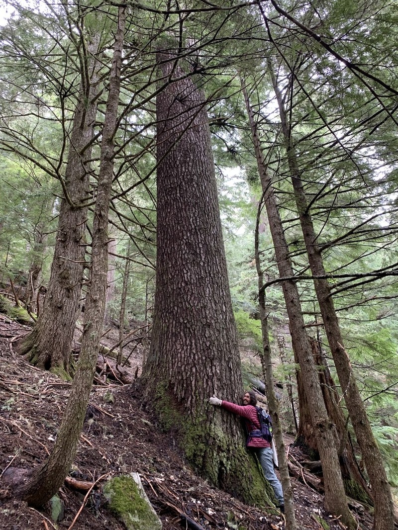 Noble Fir photo 7