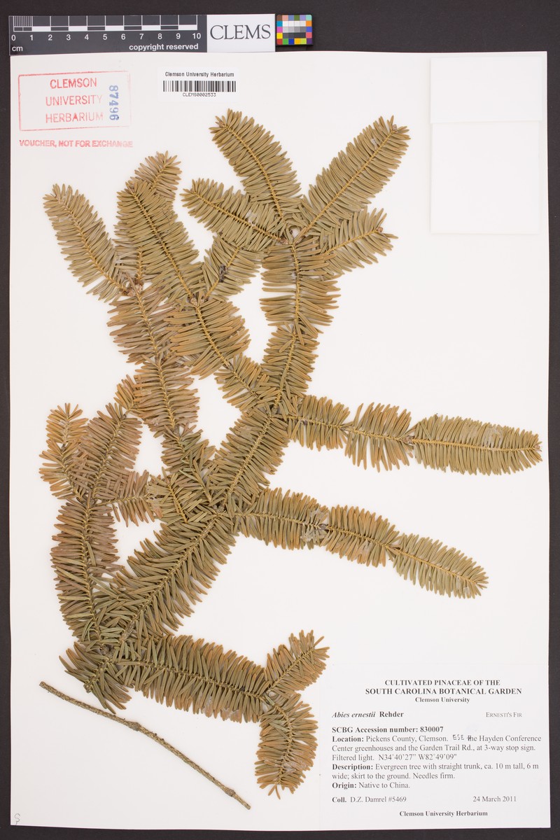 Abies recurvata photo 2