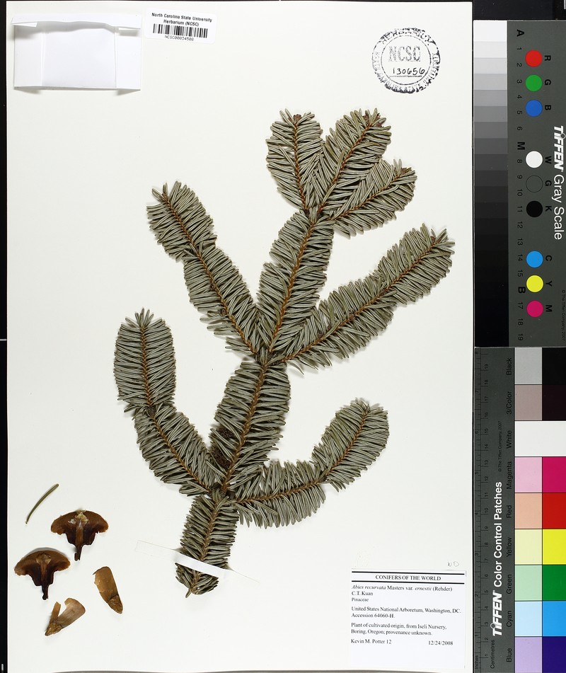 Abies recurvata photo 3