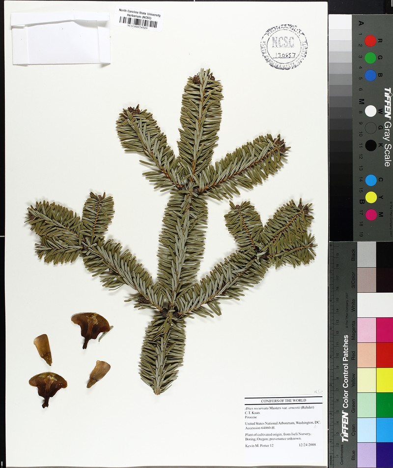 Abies recurvata photo 4