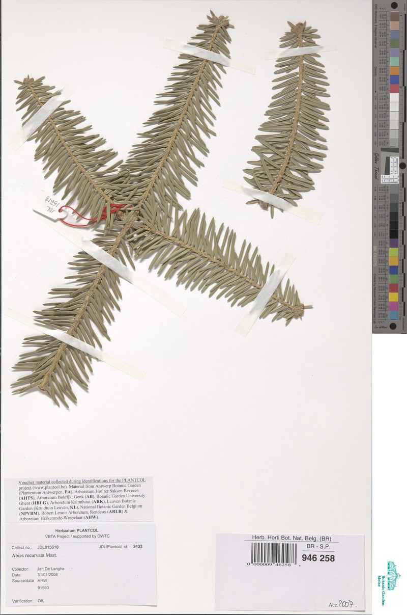 Abies recurvata photo 5