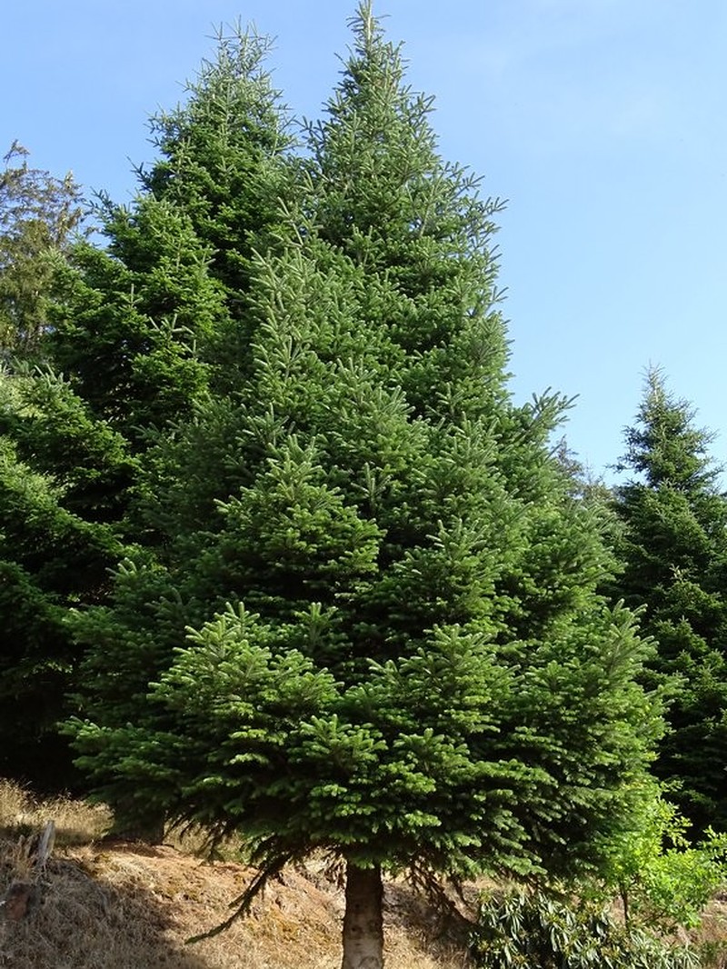 Abies recurvata photo 6