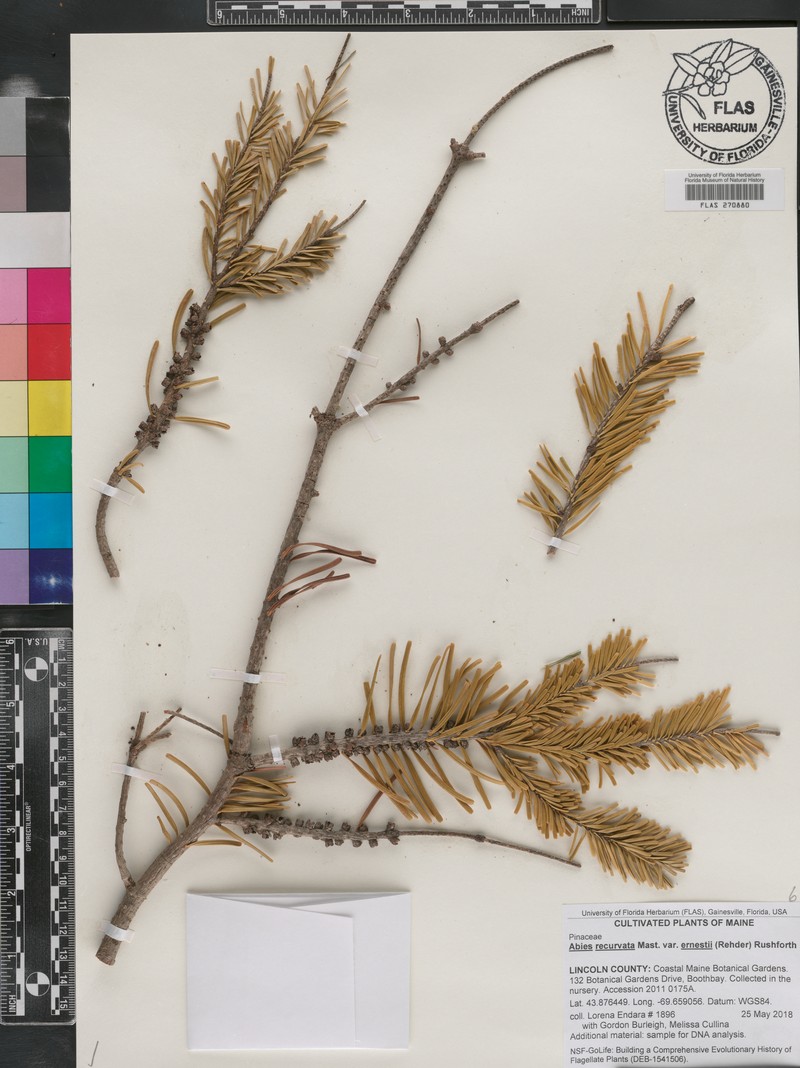 Abies recurvata photo 7