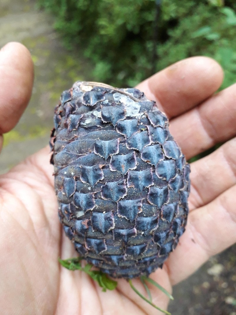 Abies religiosa photo 2