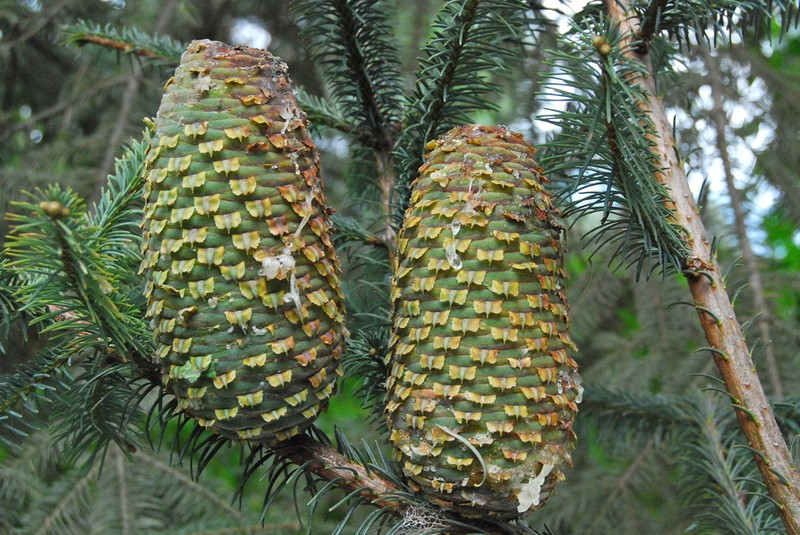 Abies religiosa photo 3