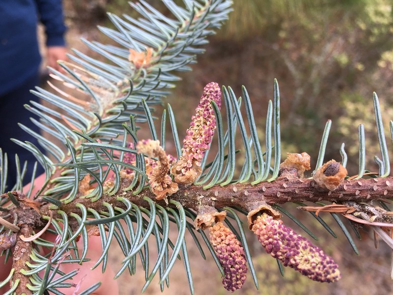 Abies religiosa photo 4