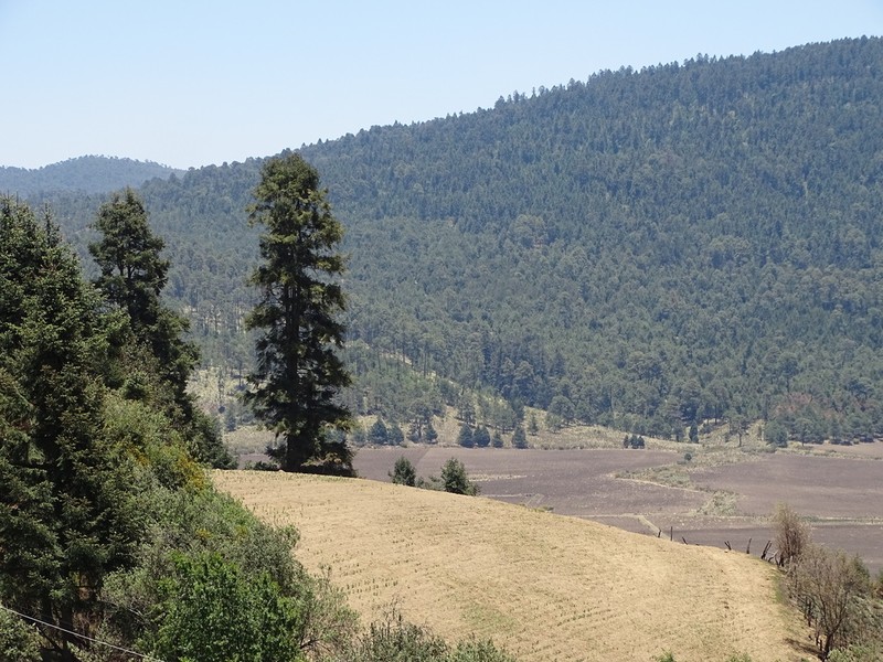 Abies religiosa photo 5