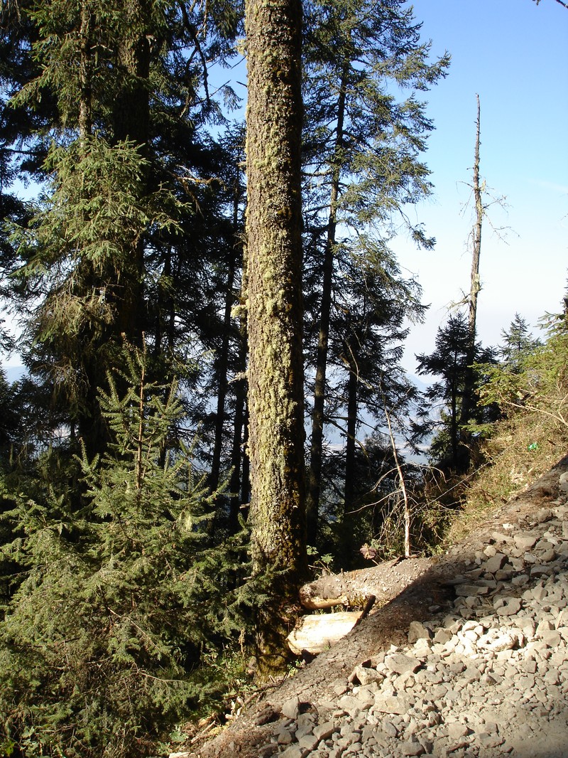 Abies religiosa photo 6