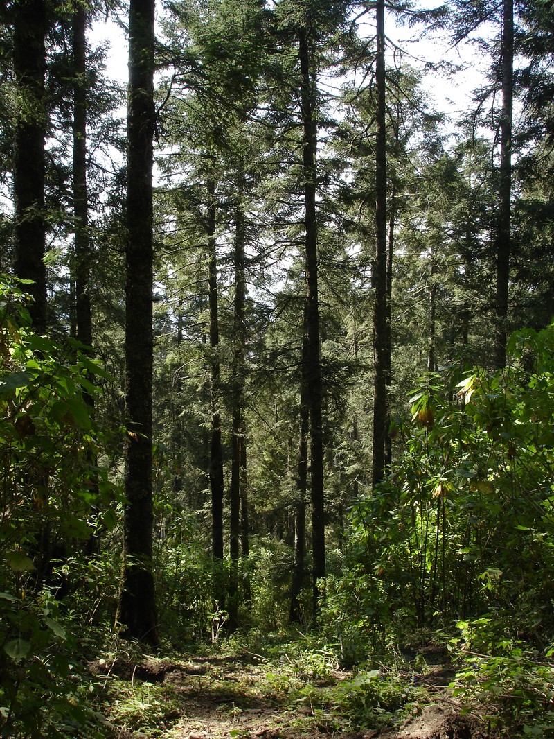 Abies religiosa photo 7