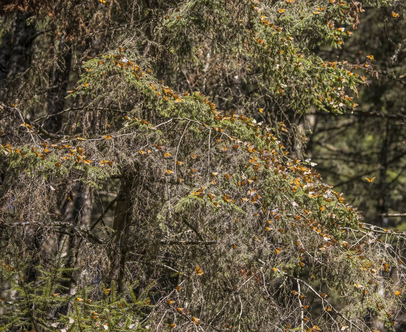 Abies religiosa photo 8