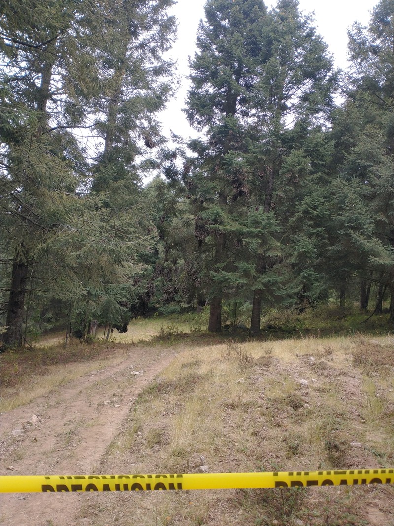 Abies religiosa subsp. mexicana photo 3