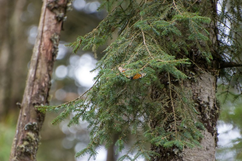 Abies religiosa subsp. mexicana photo 4