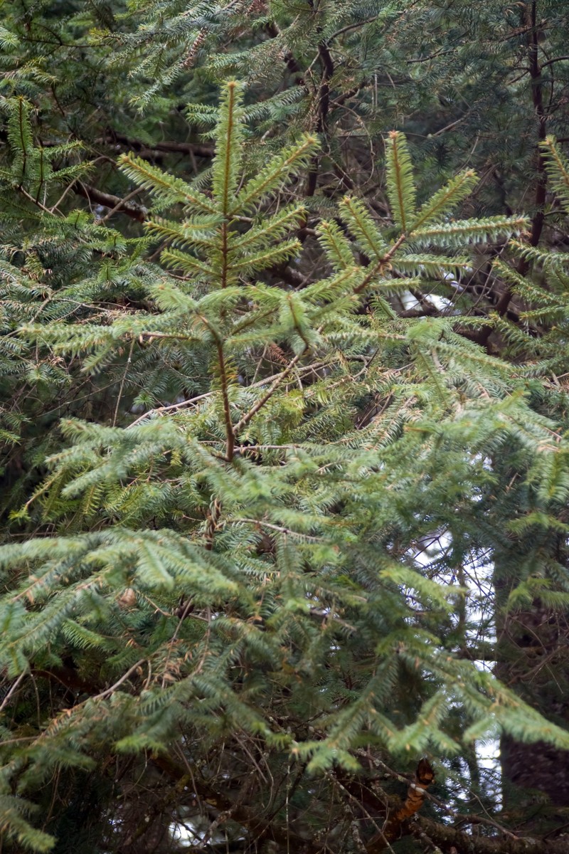 Abies religiosa subsp. mexicana photo 5