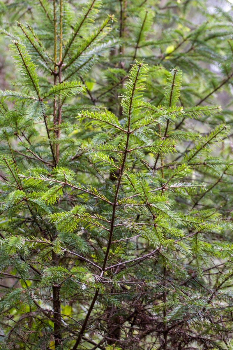 Abies religiosa subsp. mexicana photo 6