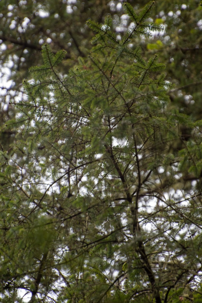 Abies religiosa subsp. mexicana photo 7