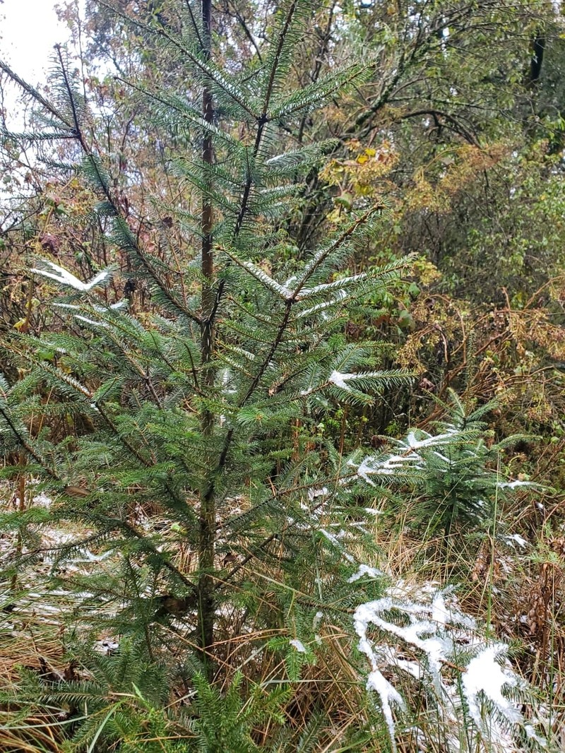 Abies religiosa subsp. mexicana photo 8