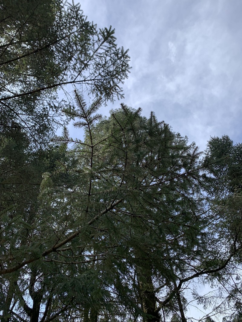 Abies religiosa subsp. mexicana