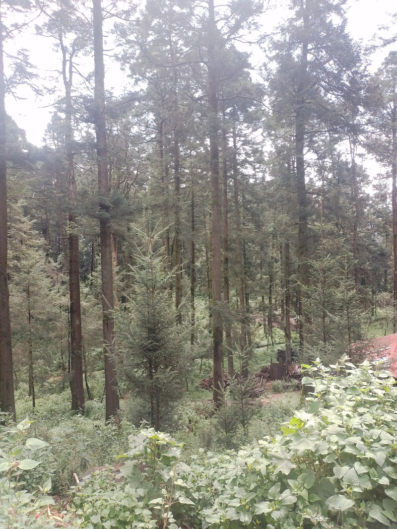 Abies religiosa subsp. mexicana photo 2