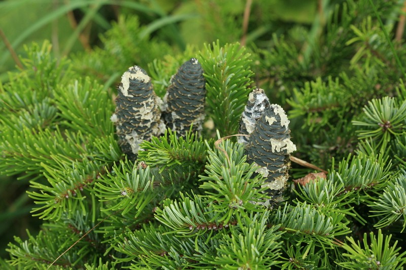 Abies sachalinensis photo 2