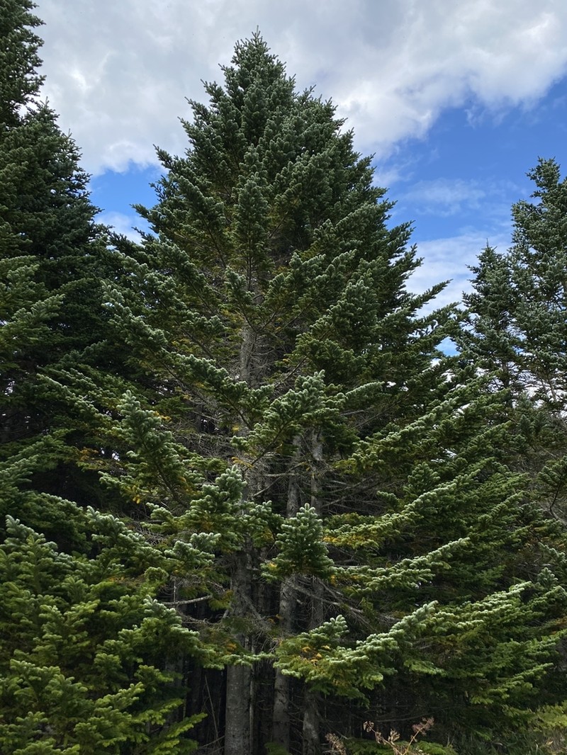 Abies sachalinensis photo 3