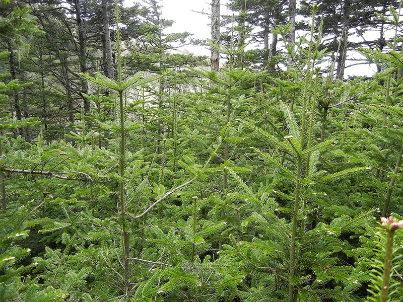 Abies sachalinensis photo 4