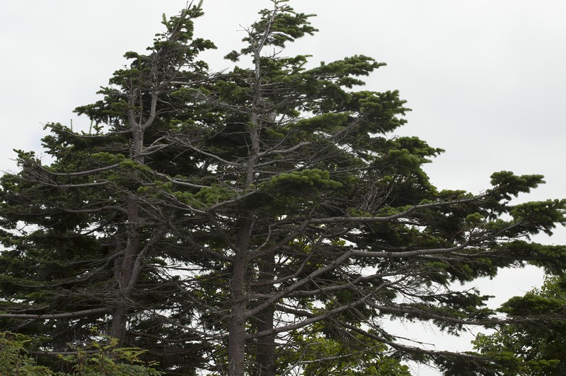 Abies sachalinensis photo 5