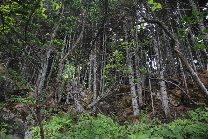 Abies sachalinensis photo 6