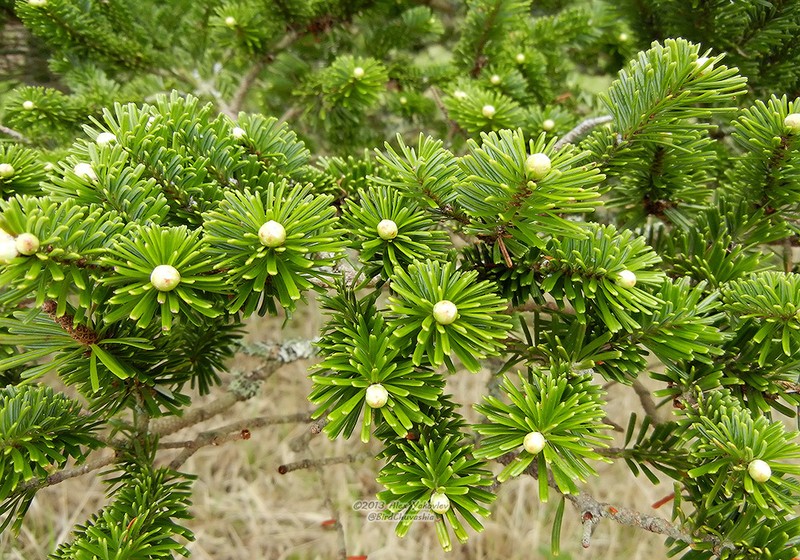 Abies sachalinensis photo 7