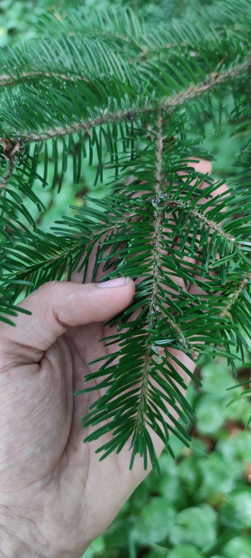 Abies sachalinensis photo 8