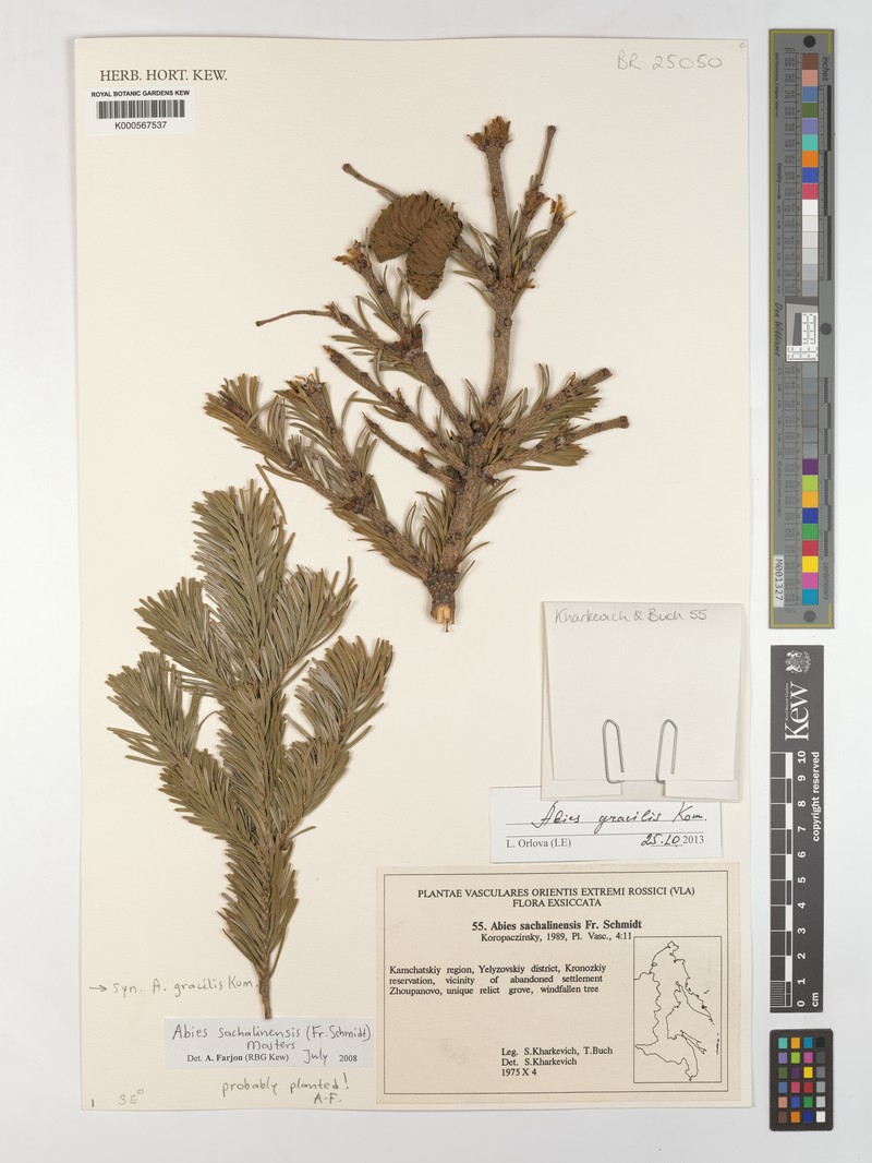 Abies sachalinensis var. gracilis