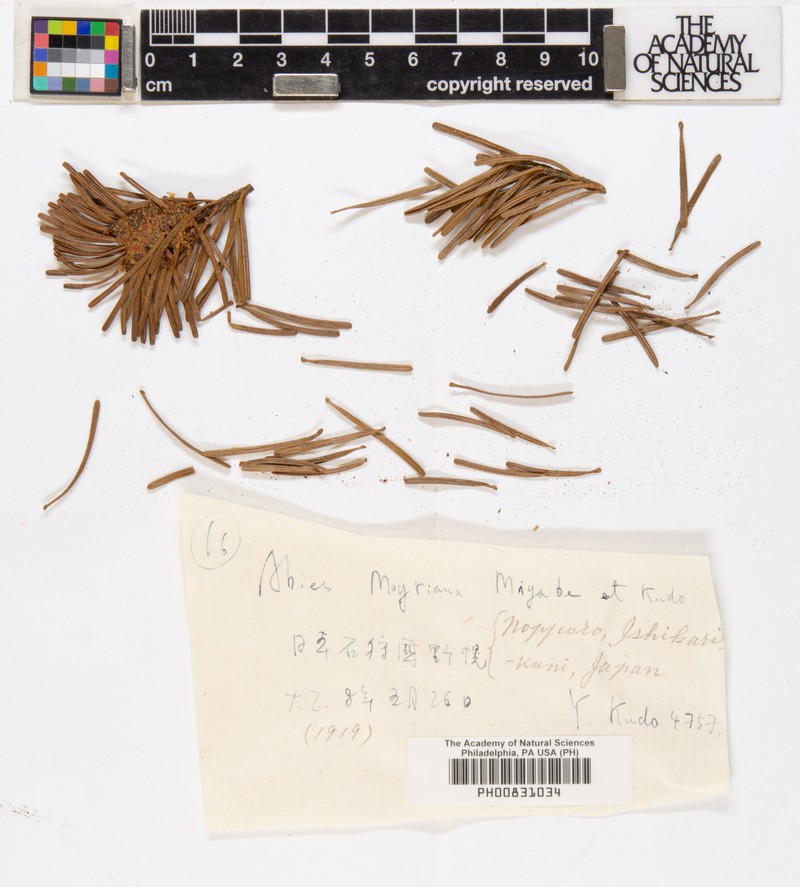 Abies sachalinensis var. mayriana