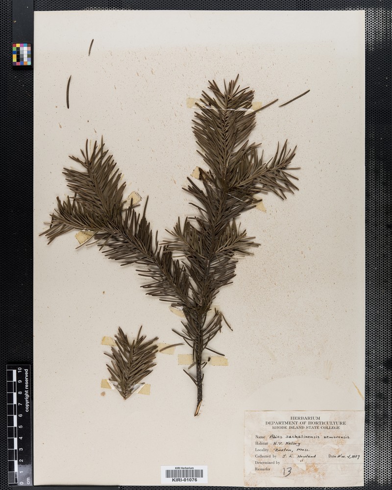 Abies sachalinensis var. nemorensis