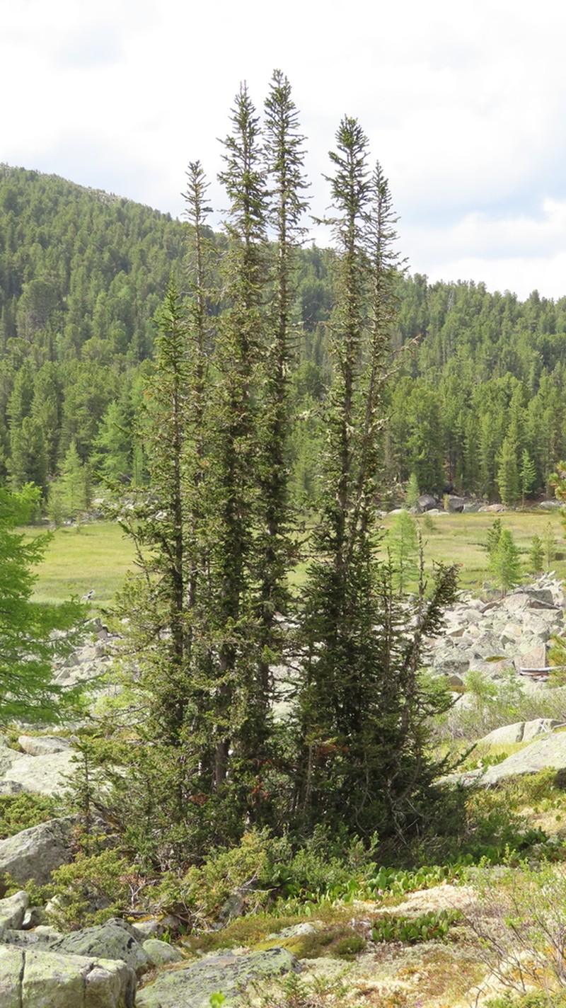 Abies sibirica photo 2