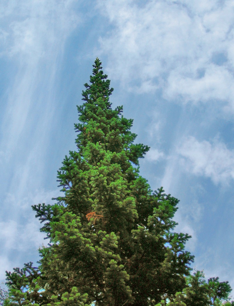 Abies sibirica photo 3