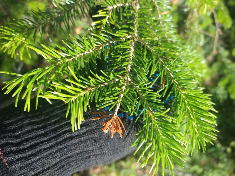 Abies sibirica photo 4