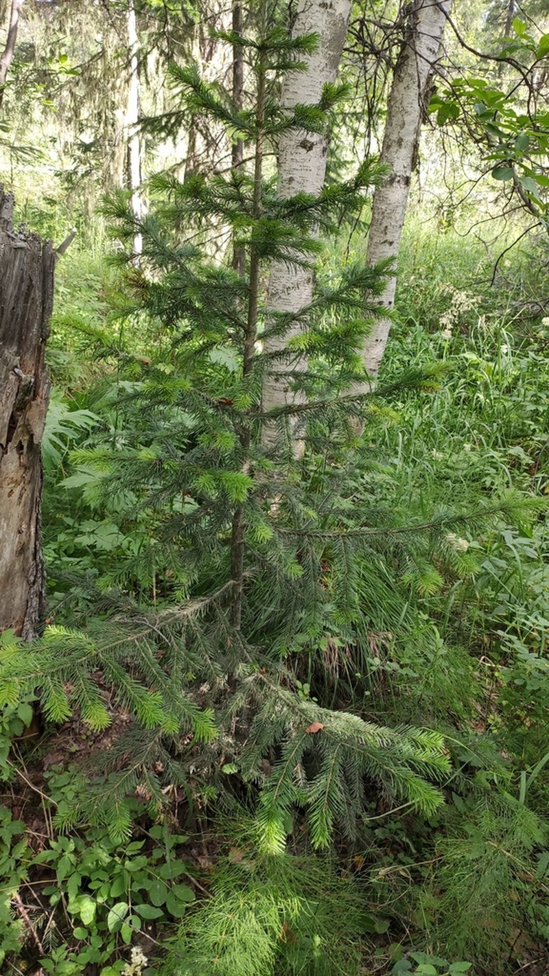 Abies sibirica photo 5