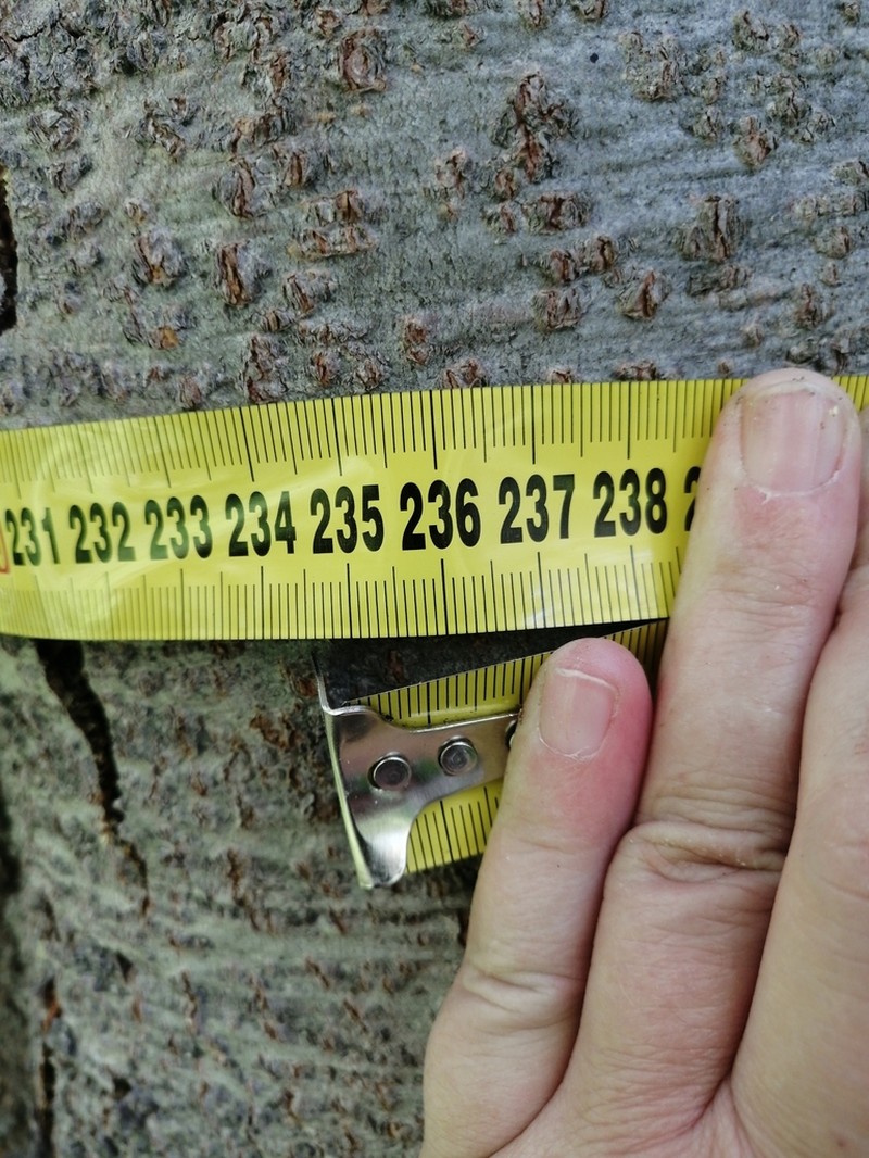Abies sibirica photo 7
