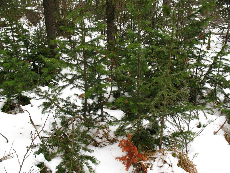 Abies sibirica photo 8